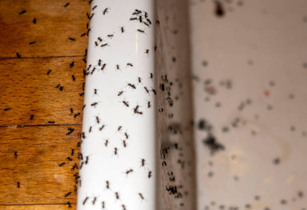 Best Pest Removal Services  in Stockton, KS
