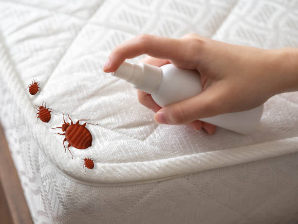 Best Ant Control Services  in Stockton, KS