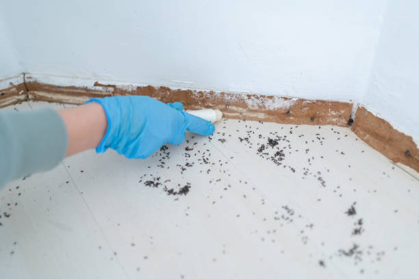 Best Flea Control Services  in Stockton, KS